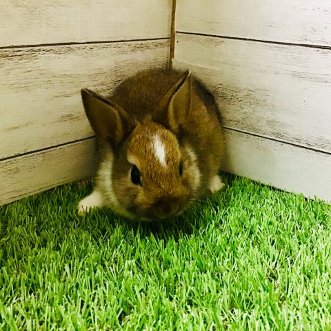 MIXウサギ