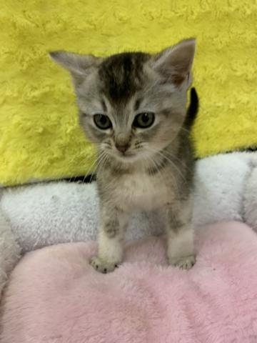 MIX（雑種）㊗️只今!! 子犬💕仔猫❣️最愛なる可愛いキャンペーン中‼️❤️