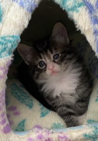 ノルウェージャンフォレストキャット