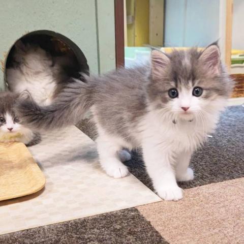 マンチカン男の子