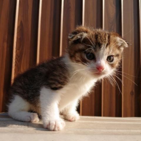 スコティッシュフォールド