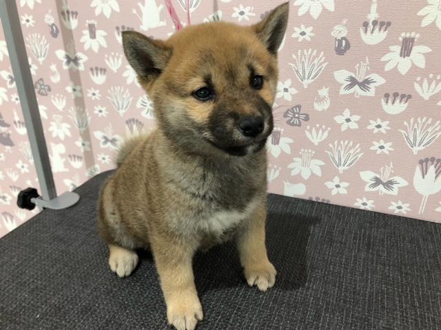 柴犬
