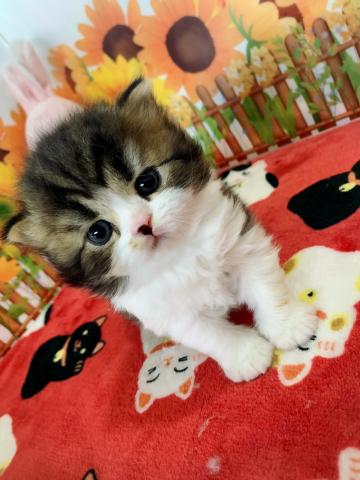 フォールデックス