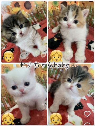 フォールデックス