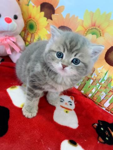 スコティッシュフォールド立ち耳くん♡♡