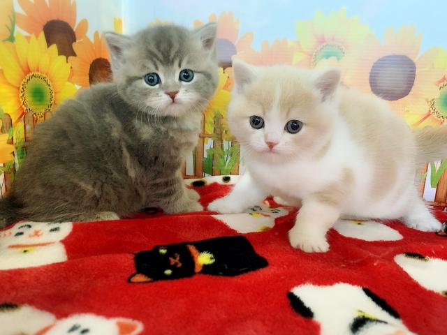 スコティッシュフォールド立ち耳兄弟