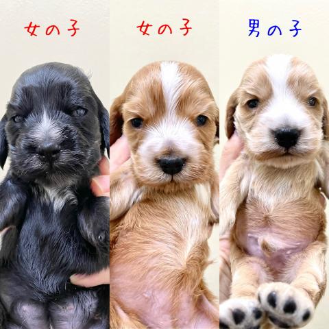 イングリッシュコッカースパニエル