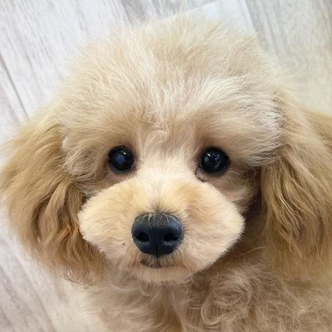 トイプードル