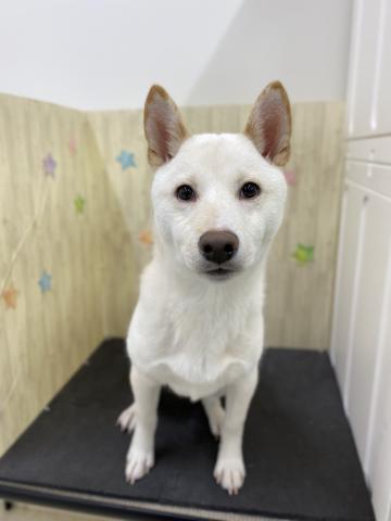 柴犬