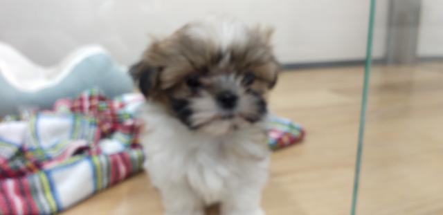 ディスワン川越南古谷店 埼玉県 子犬や子猫たちのペット販売情報が満載 ペットステーション ディスワン川越南古谷店 埼玉県 子犬や子猫たちのペット販売情報が満載 ペットステーション