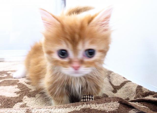 ディスワン川越南古谷店 埼玉県 子犬や子猫たちのペット販売情報が満載 ペットステーション ディスワン川越南古谷店 埼玉県 子犬や子猫たちのペット販売情報が満載 ペットステーション