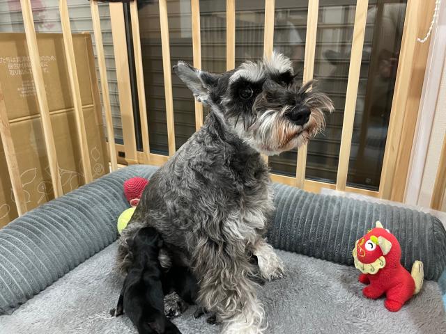 ミニチュアシュナウザー