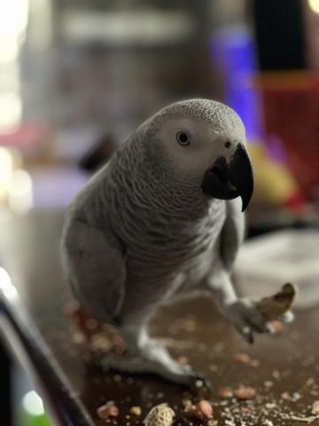 Happy Birds 新潟県 子犬や子猫たちのペット販売情報が満載 ペットステーション