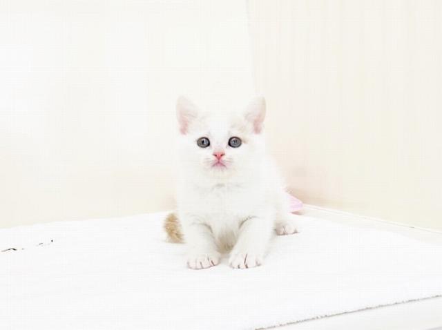 マンチカン