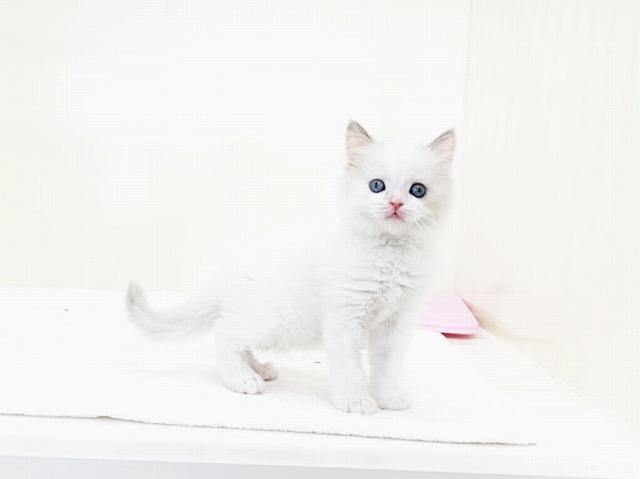 スコティッシュフォールド