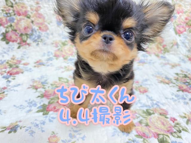 チワワ(ロングコート)