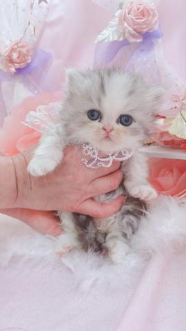 ペルシャ・ヒマラヤン