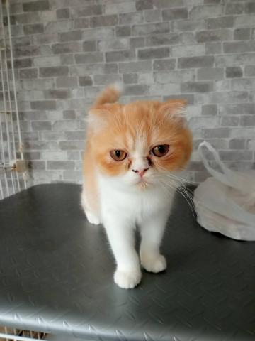 スコティッシュフォールド