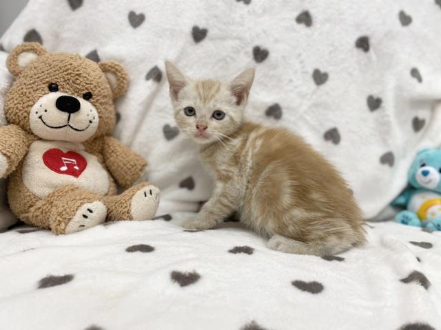 アメリカンショートヘアー