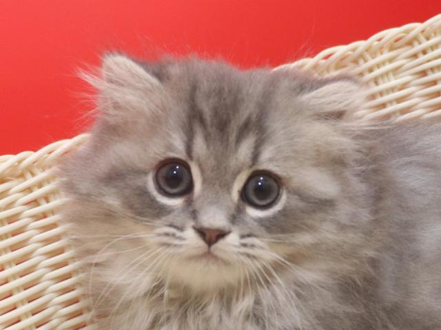 ミヌエット(旧ナポレオン)