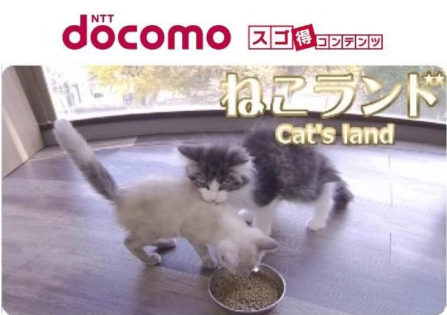 タレント猫専門店 ねこランド春日部西口店 埼玉県 子犬や子猫たちのペット販売情報が満載 ペットステーション
