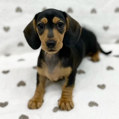 ミニチュアダックスフンド