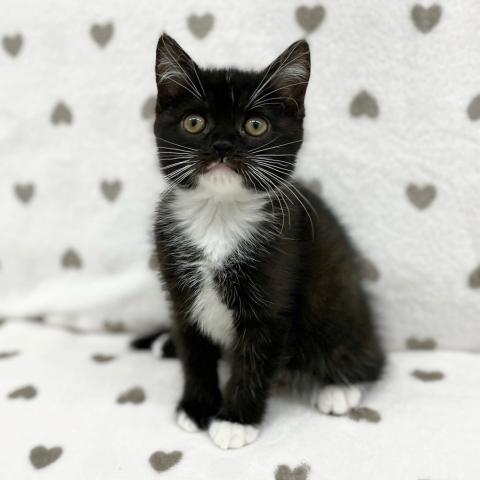 スコティッシュフォールド