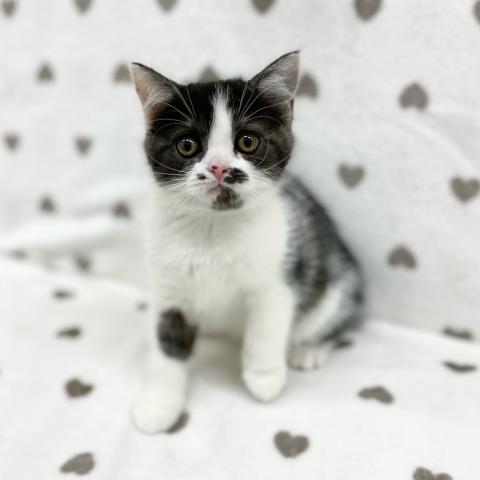 スコティッシュフォールド