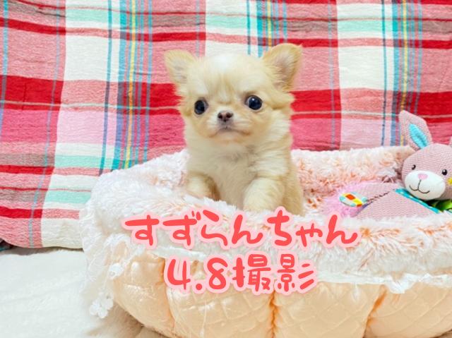 チワワ（ロングコート）