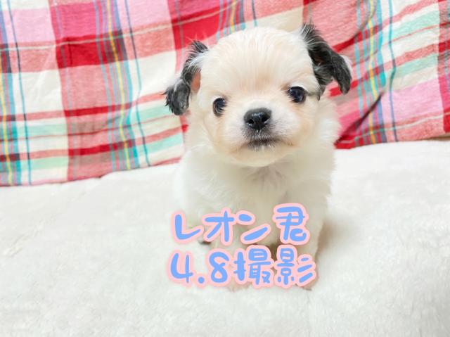 チワワ(ロングコート)