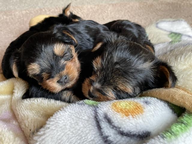 ヨークシャーテリア