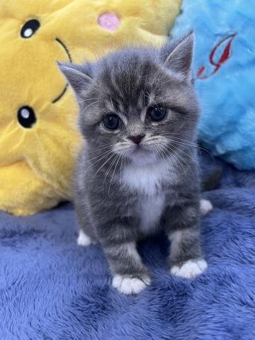スコティッシュフォールド