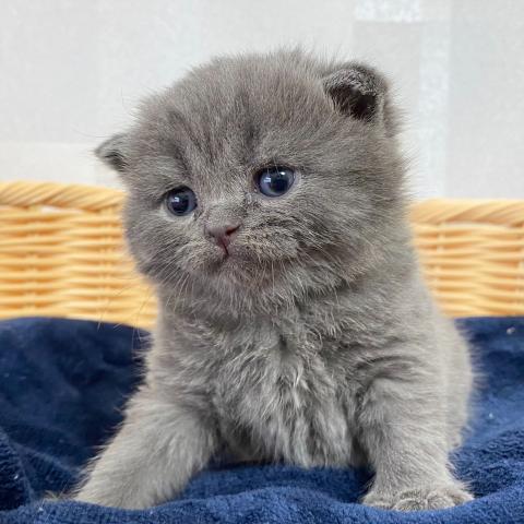 ブリティッシュショートヘア
