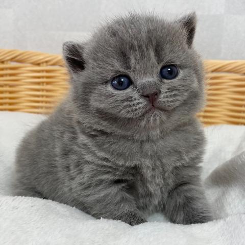 ブリティッシュショートヘア