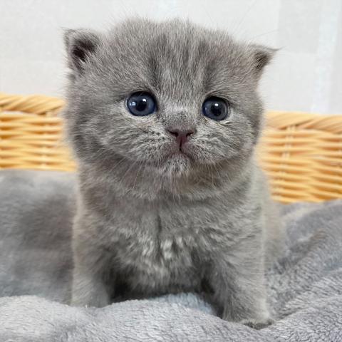 ブリティッシュショートヘア