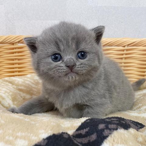 ブリティッシュショートヘア