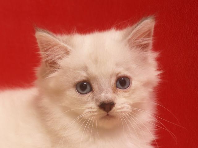 ミヌエット(旧ナポレオン)