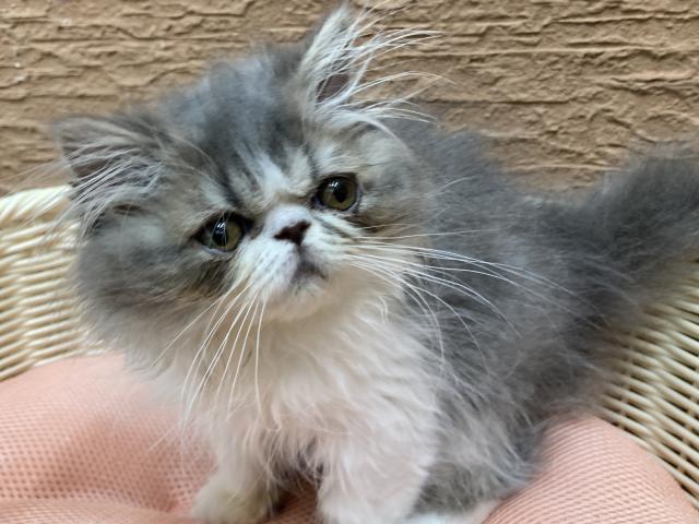 エキゾチックロングヘアー