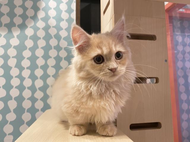 ミヌエット（旧ナポレオン）