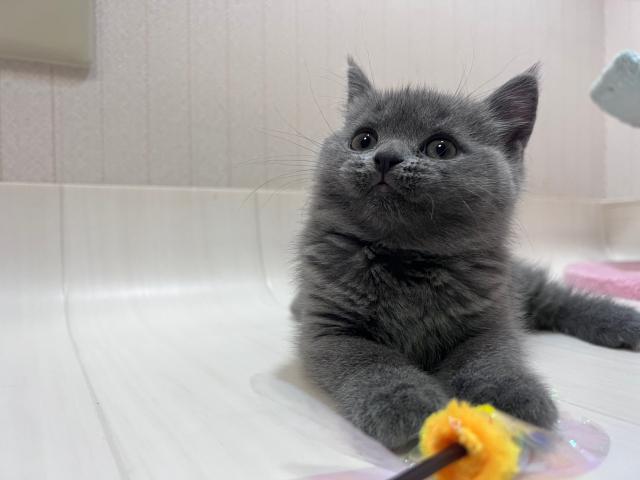 ブリティッシュショートヘア