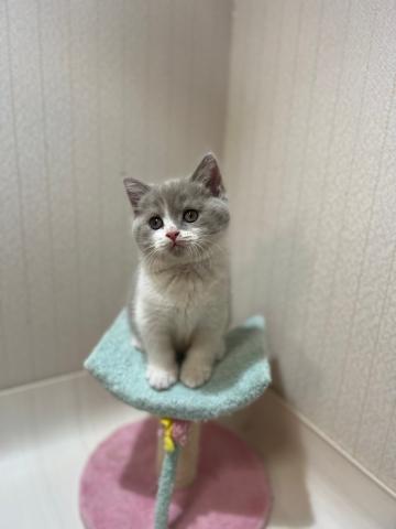ブリティッシュショートヘア
