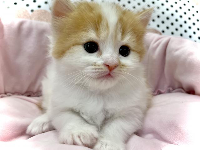 スコティッシュフォールド