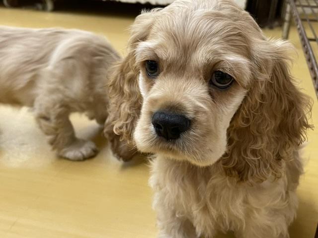 アメリカンコッカースパニエル