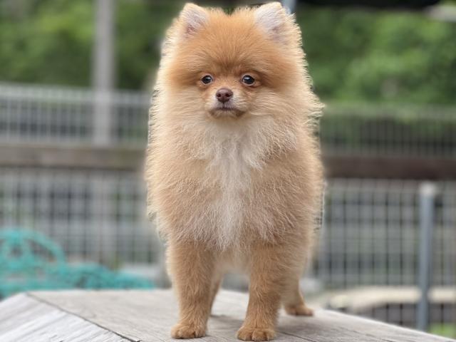 ポメラニアン