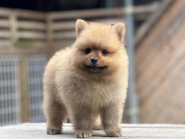 ポメラニアン