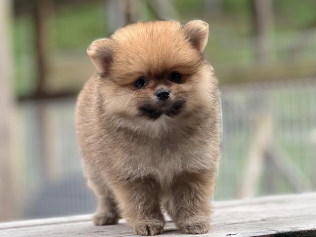 ポメラニアン