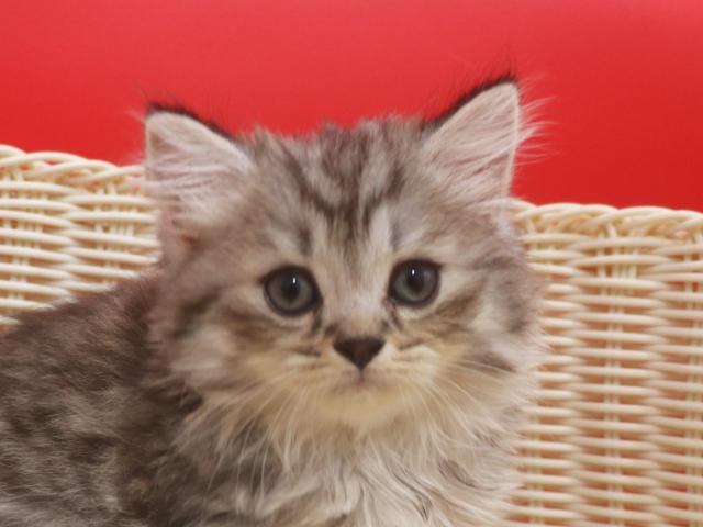 スコティッシュフォールド