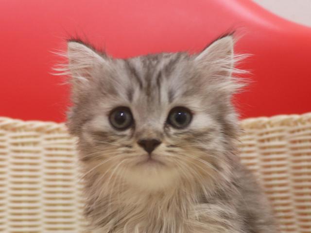 スコティッシュフォールド