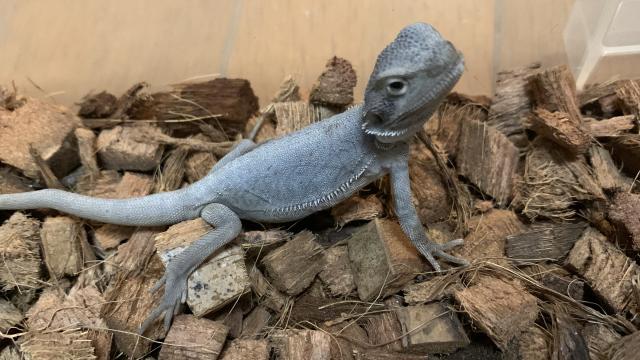 フトアゴヒゲトカゲ ハイポゼロ
