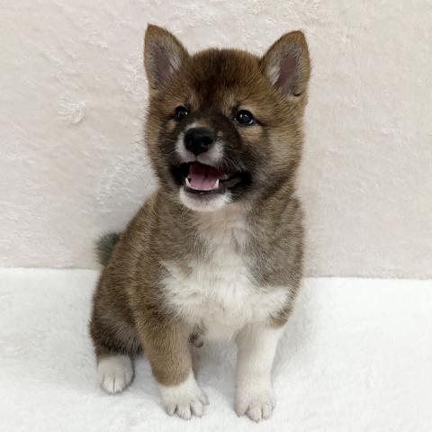 柴犬